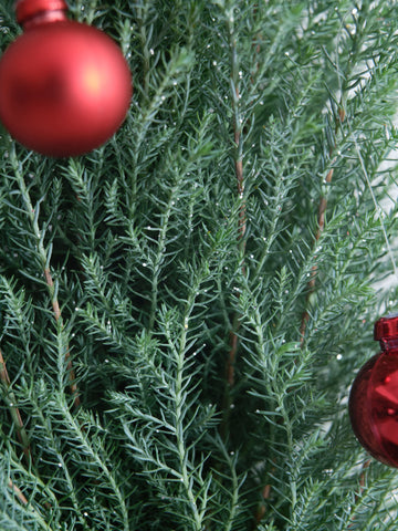 【クリスマス】ローソンヒノキ ”シルバースター”  -レッド- Table-L