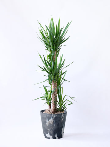 ユッカ・エレファンティペス XL  【首都圏限定】(樹脂ポット ブラックマーブル)