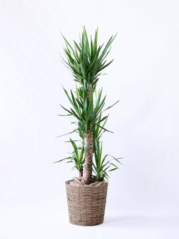 ユッカ・エレファンティペス XL  【首都圏限定】(バナナリーフバスケット ブラウン)