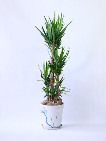 ユッカ・エレファンティペス XL  【首都圏限定】(アーバンプランツポット マーブルミルク)