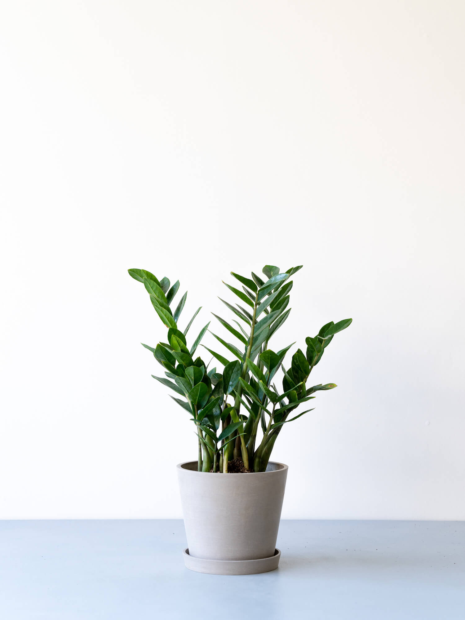 ザミオクルカス6号