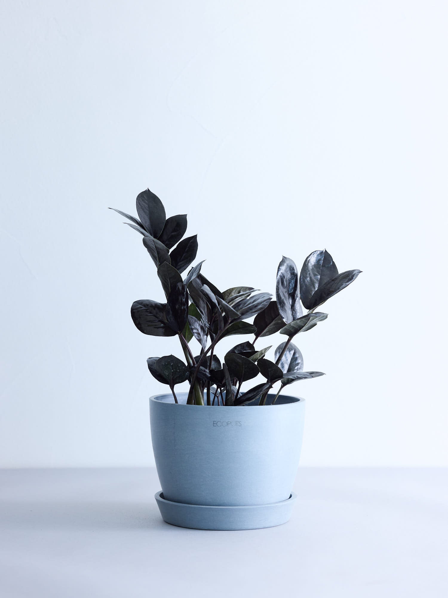 ザミオクルカス・レイヴン5号