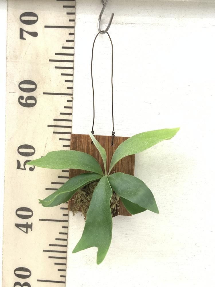 ビカクシダ・ネザーランド 壁掛け