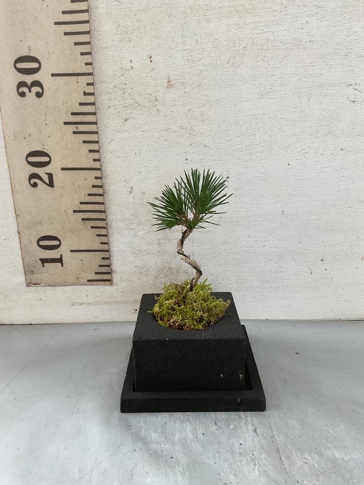 盆栽 三河黒松 黒鉢 Table-S