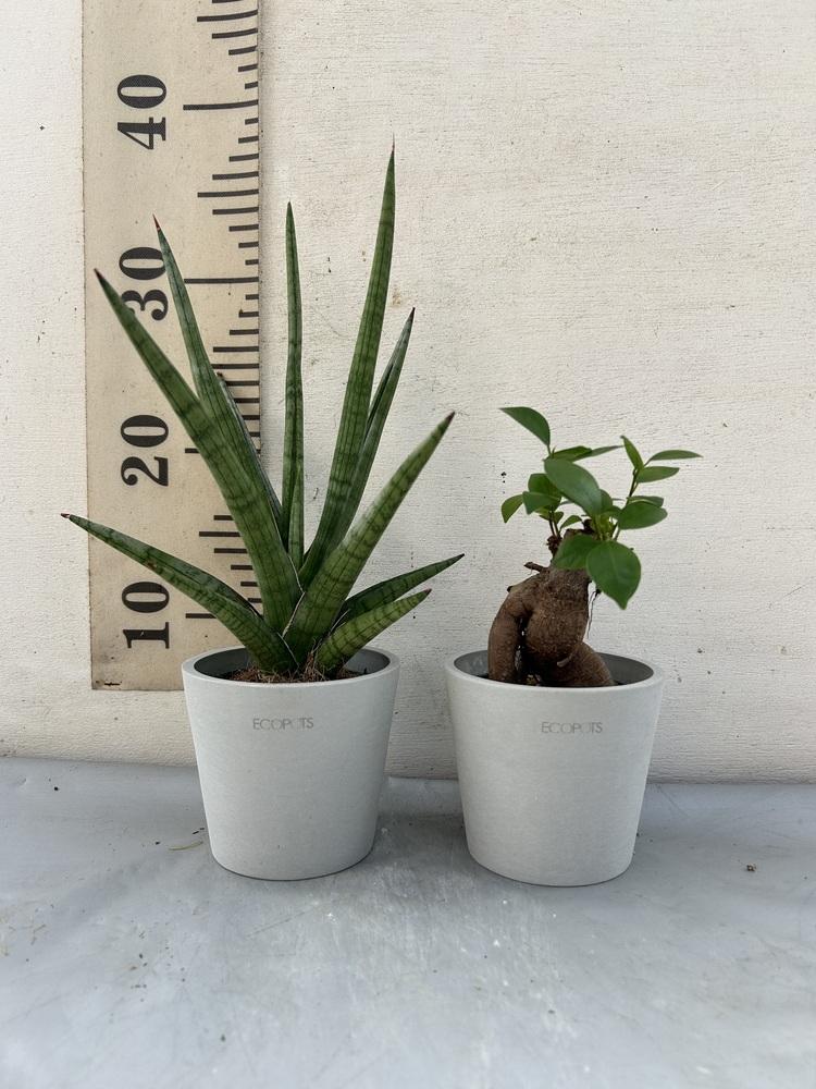 テーブルプランツ 初心者霧吹きセット Amsterdam ホワイトグレー　