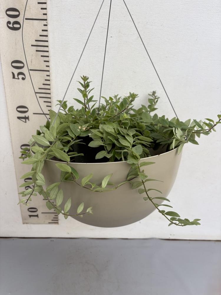 エスキナンサス・ボレロ　-ハンギング-