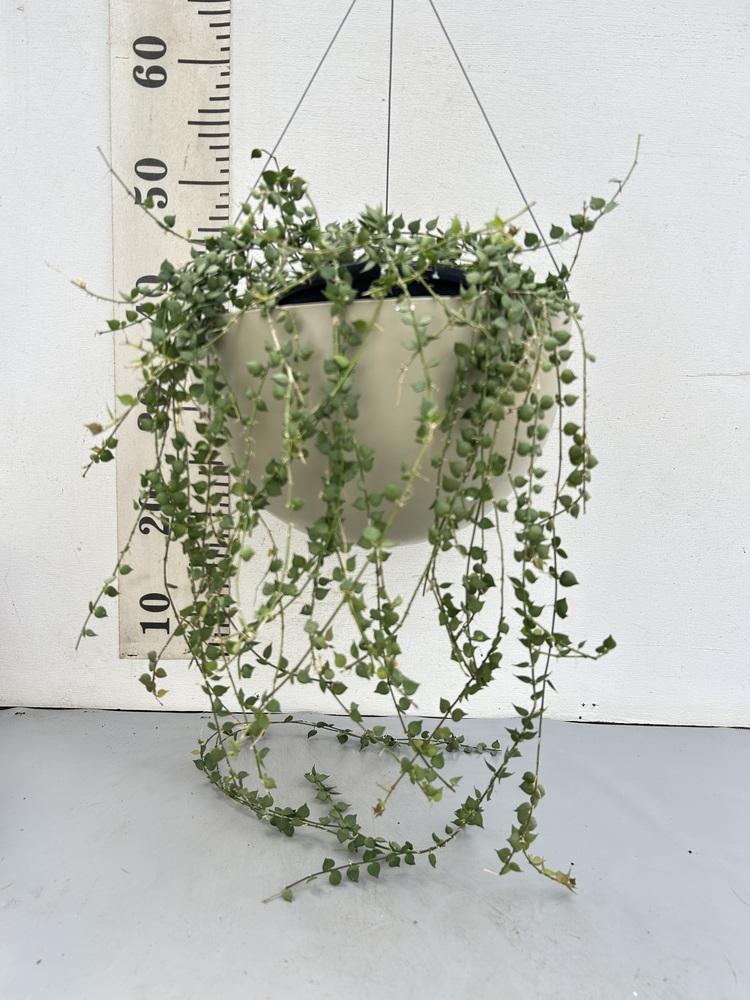 ディスキディア・ルスキフォリア 緑 -ハンギング-