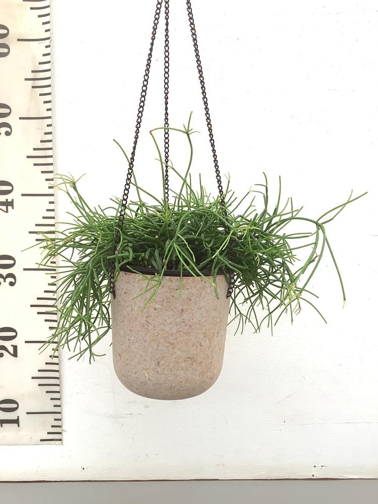 リプサリス・カスッサ　-ハンギング-