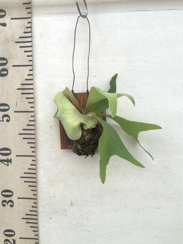 ビカクシダ・ネザーランド -ハンギング-