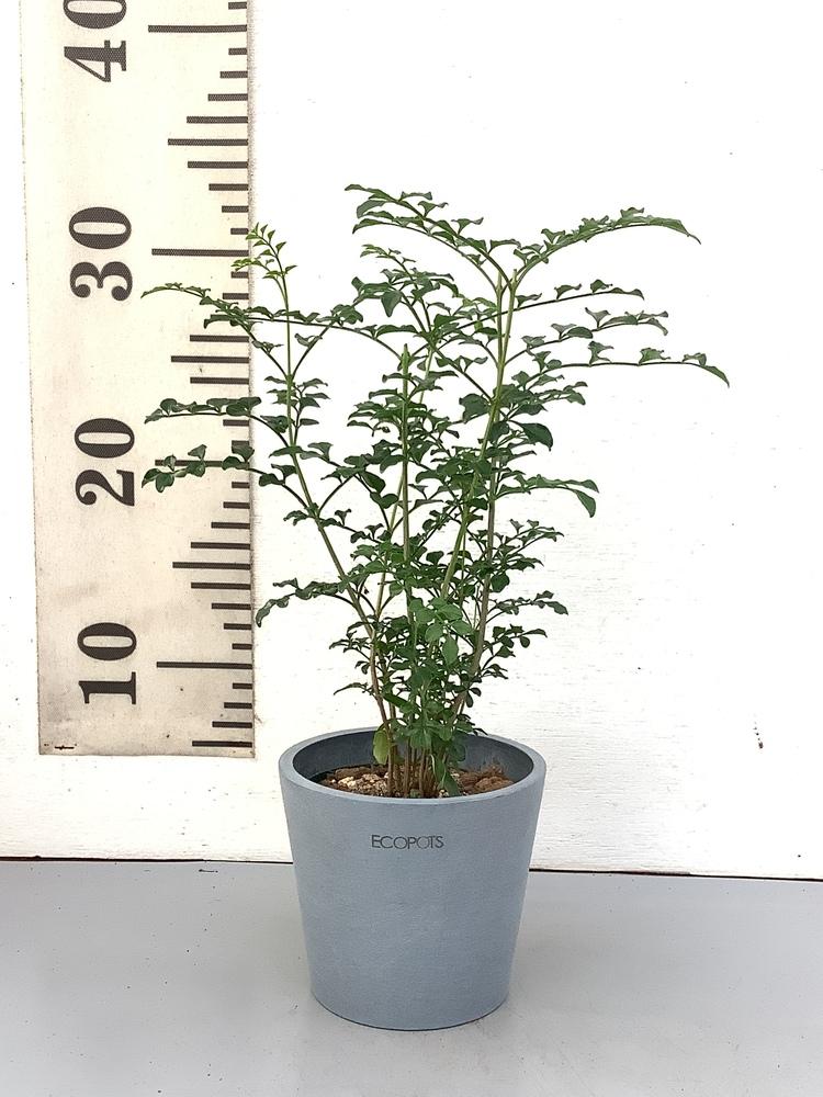 シマトネリコ Table-S