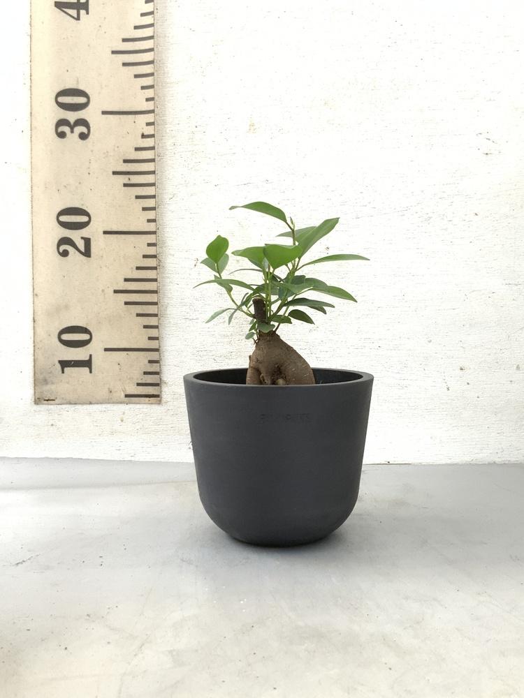 ガジュマル Table-S