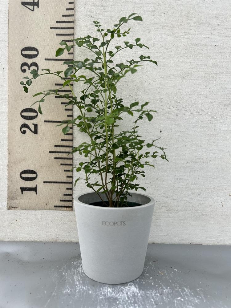 シマトネリコ Table-S