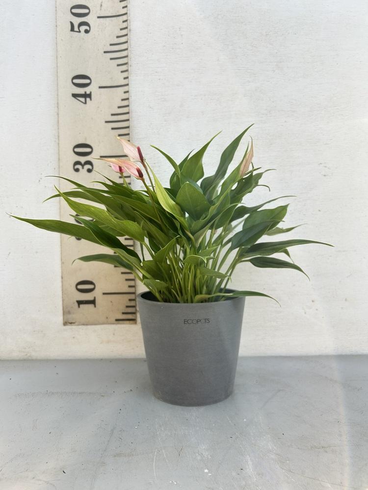 アンスリウム・リリィ Table-M