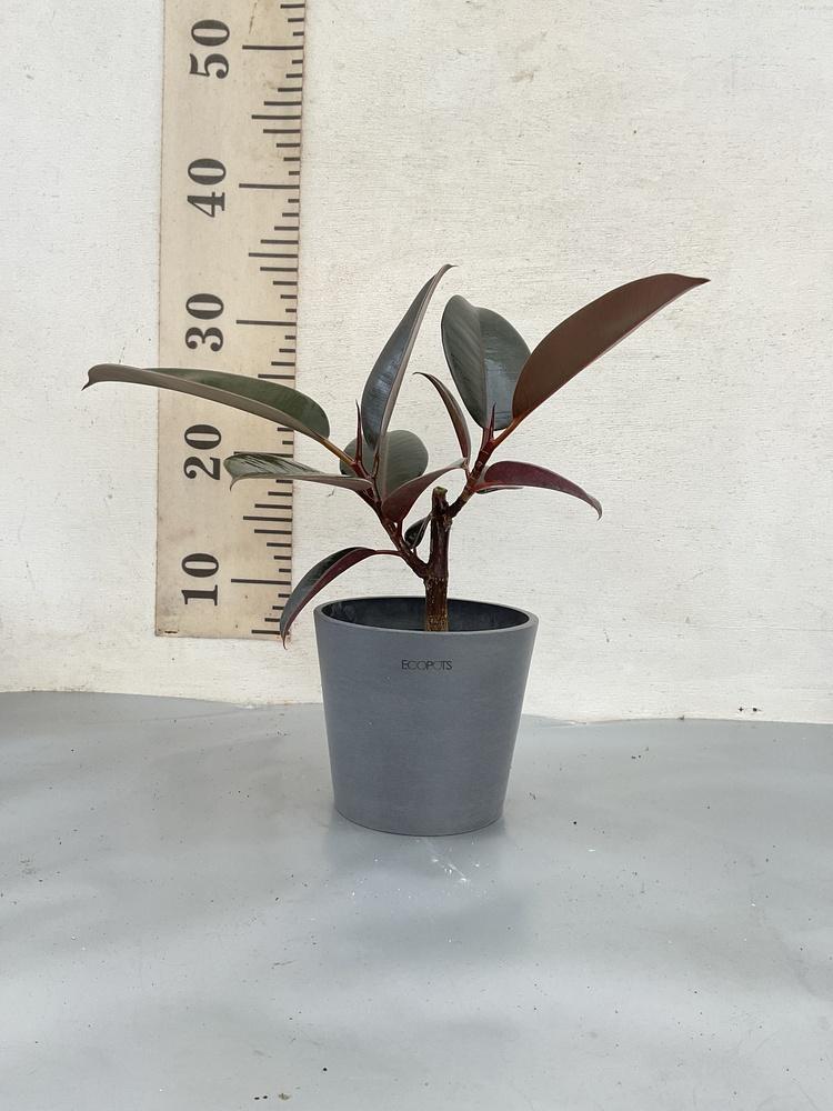 フィカス・バーガンディ Table-M