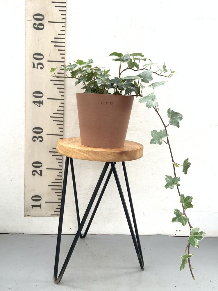 アイビー 斑入り（ヘデラ） Table-M