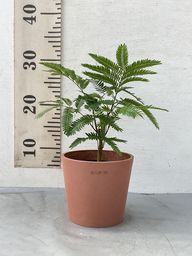 エバーフレッシュ Table-M