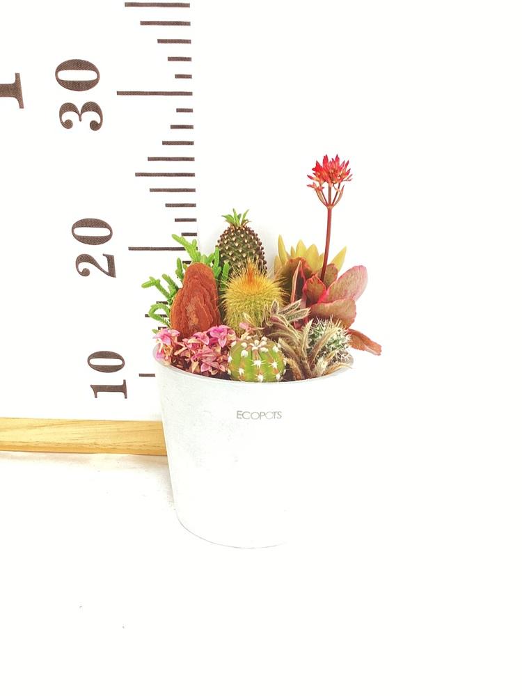 多肉植物とサボテンの寄せ植え Table-M