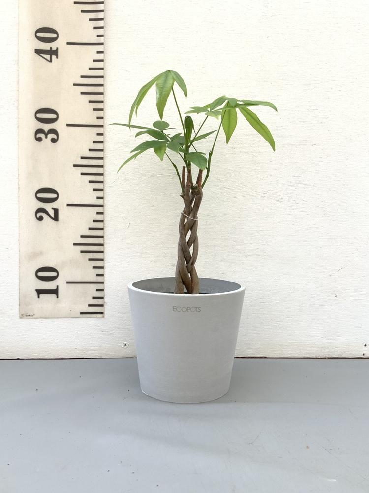 パキラ ねじり Table-M