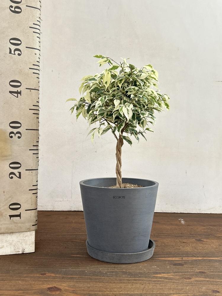 フィカス・ベンジャミン・スターライト S