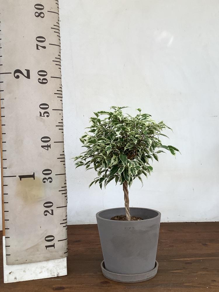 フィカス・ベンジャミン・スターライト S