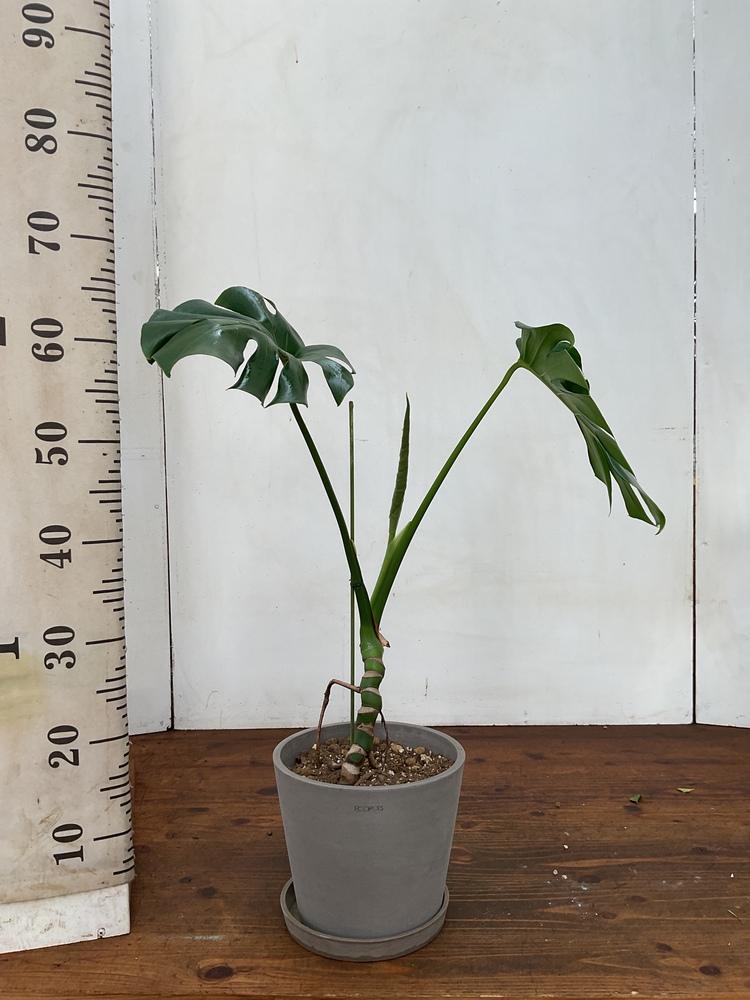 モンステラ・デリシオーサ 根上り S