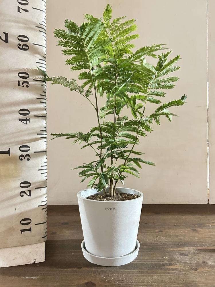 エバーフレッシュ S