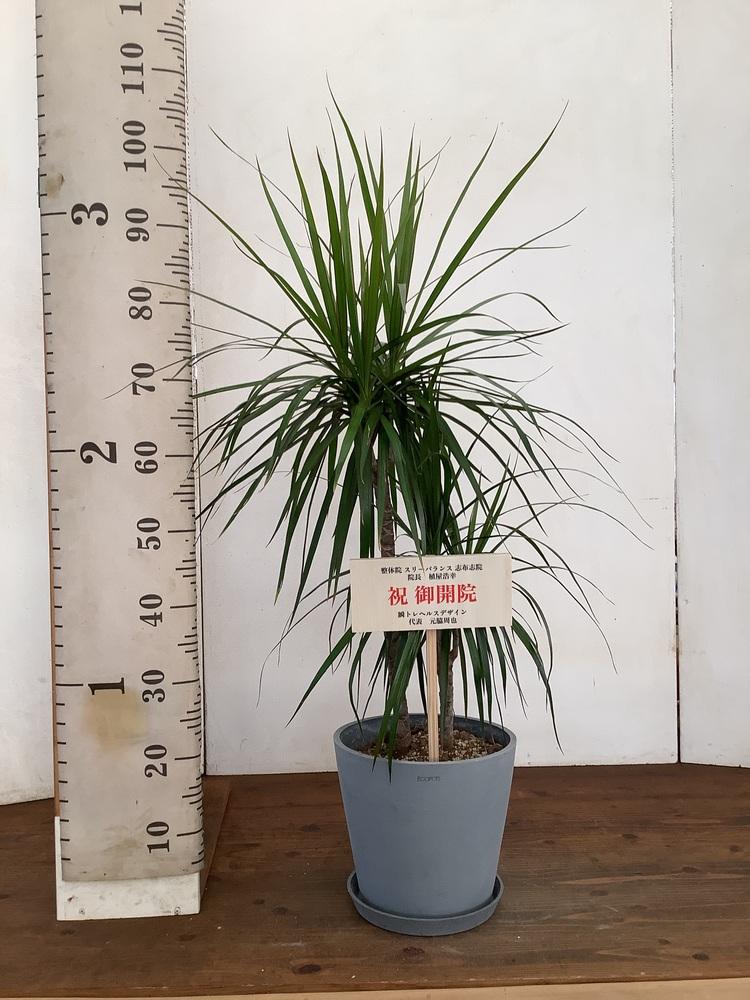 ドラセナ・コンシンネ M