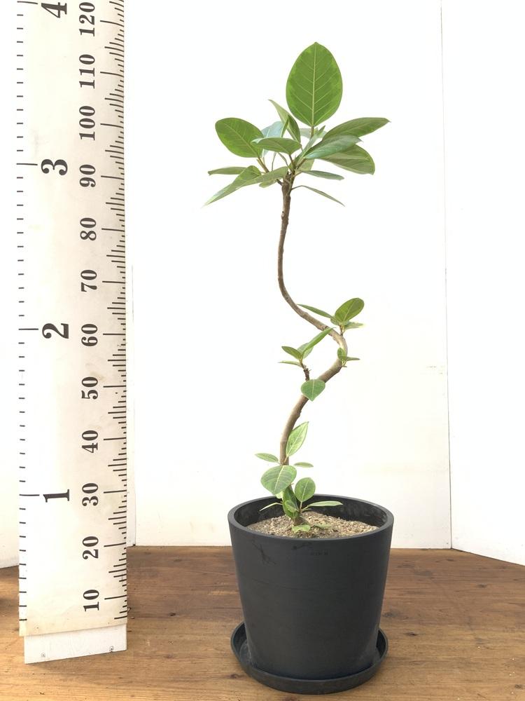 フィカス・アルテシマ まがり L〈沖縄産〉