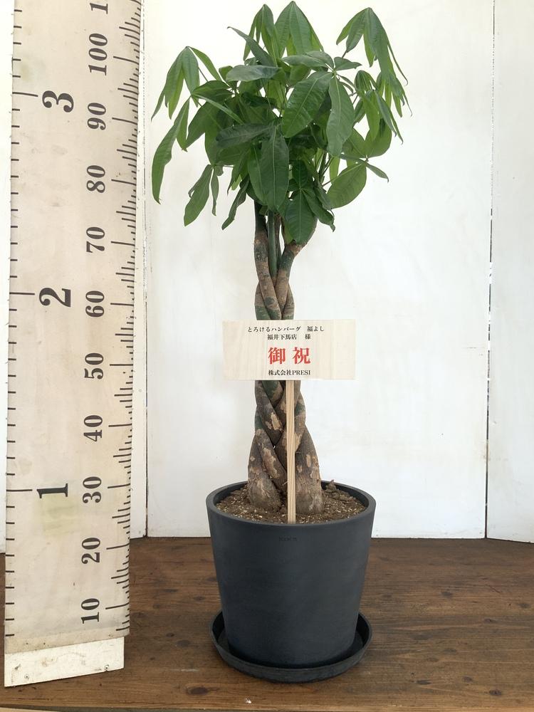 パキラ ねじり L