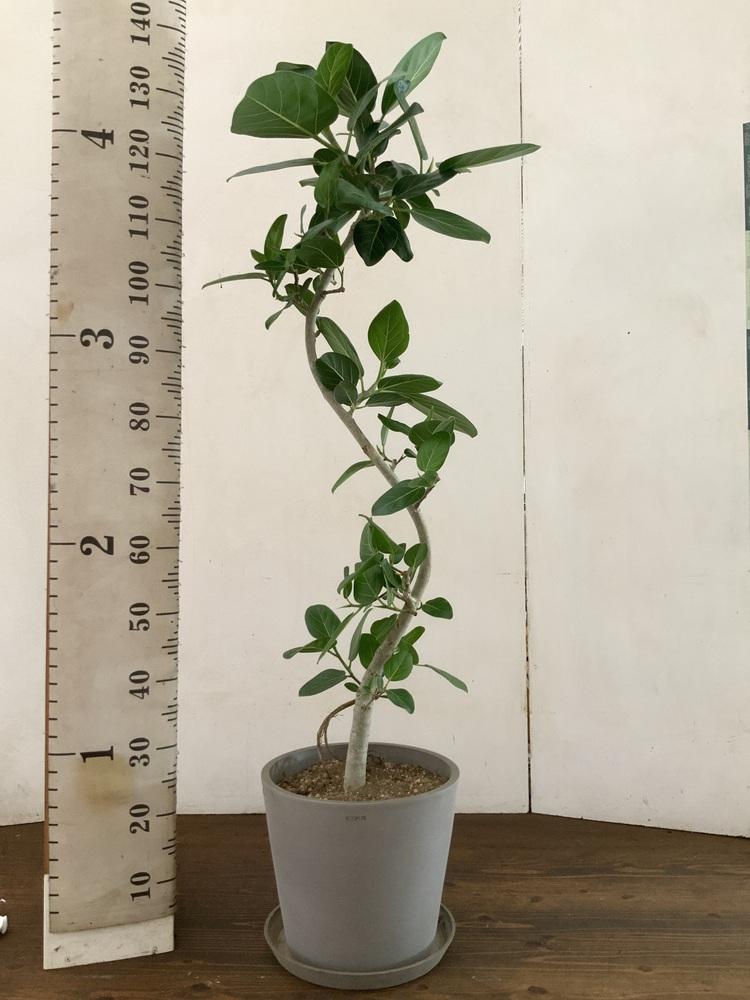 フィカス・ベンガレンシス まがり L