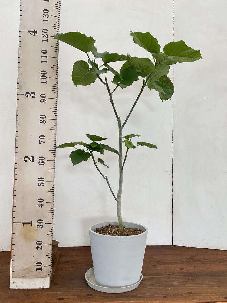 フィカス・ウンベラータ L