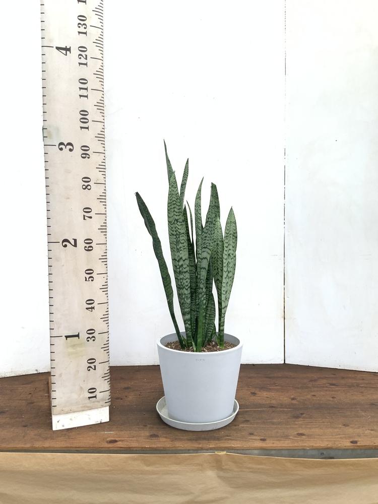 サンスベリア・ゼラニカ L