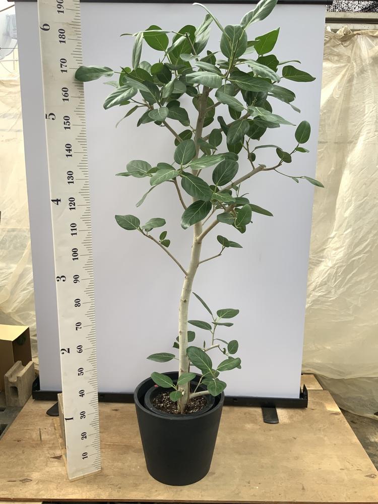 フィカス・ベンガレンシス XL 【首都圏限定】