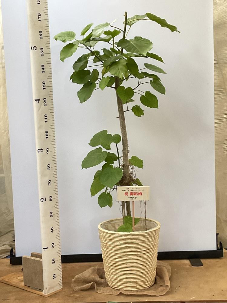 フィカス・ウンベラータ XL #2 (バナナリーフバスケット ナチュラル)