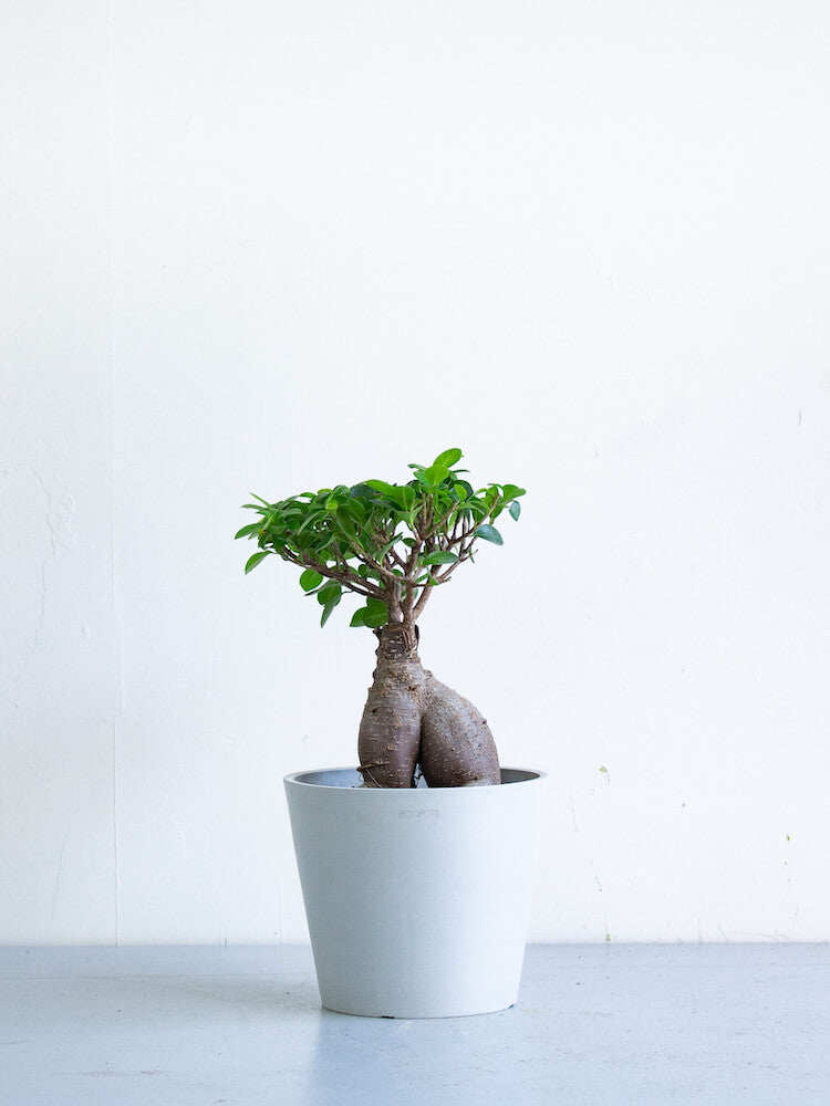 【母の日】ガジュマル S