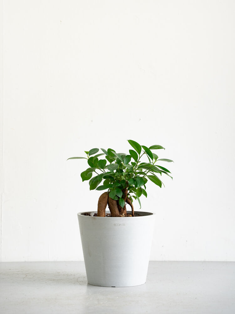 【母の日】ガジュマル S