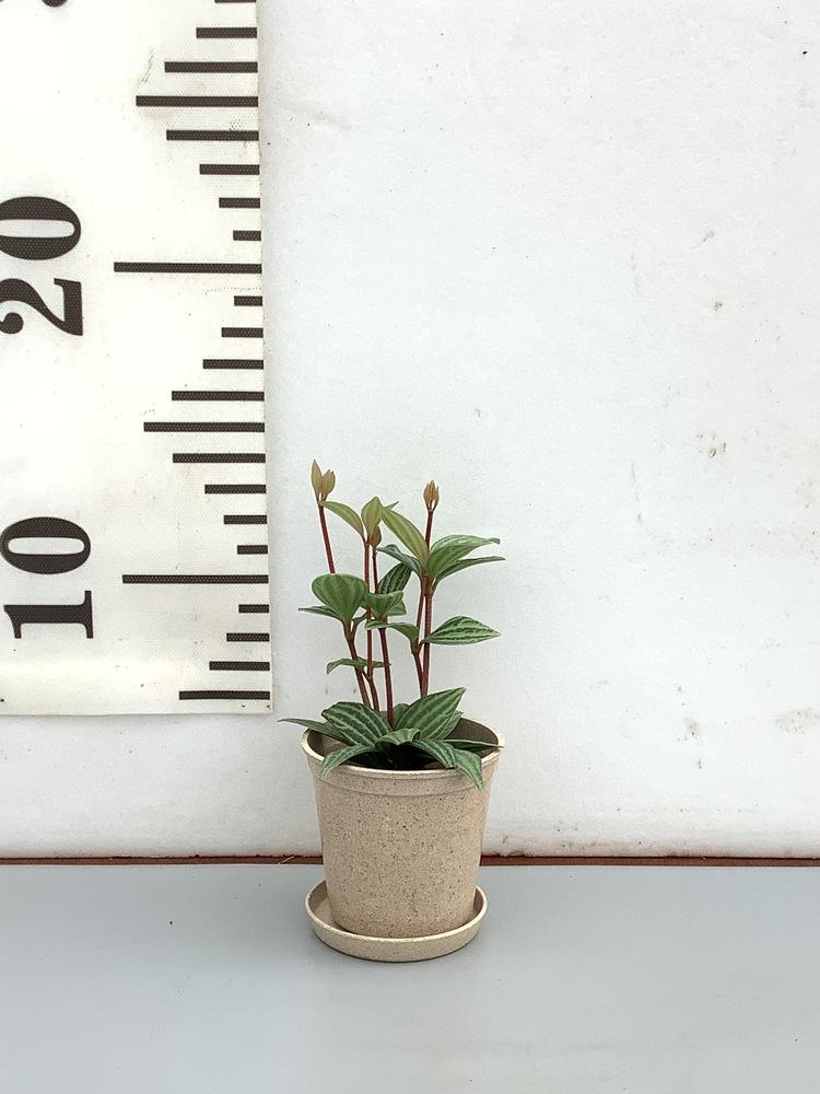 【クリアプランツ】ペペロミア・プテオラータ Baby