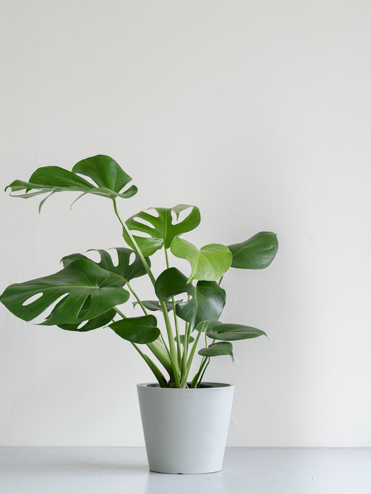 【母の日】モンステラ・デリシオーサ S