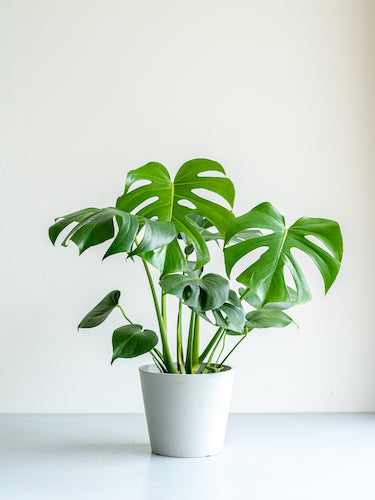 【母の日】モンステラ・デリシオーサ S