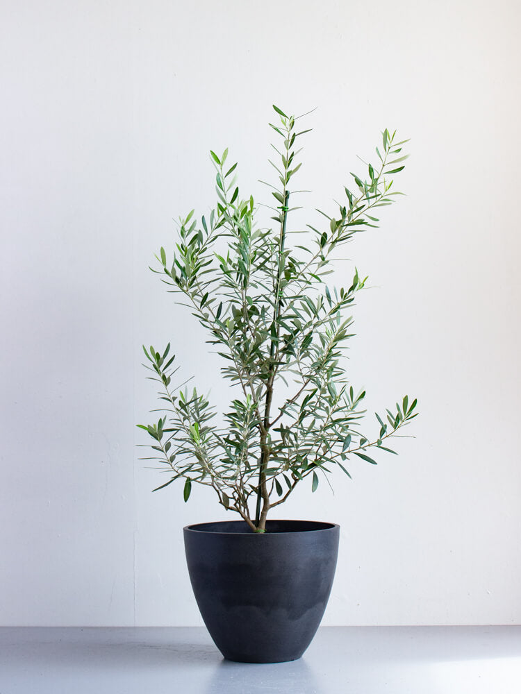 オリーブ・チプレッシーノ L