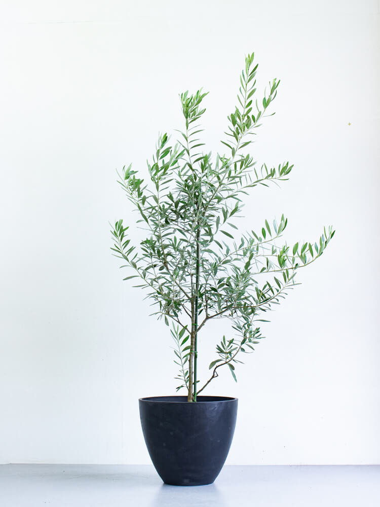 オリーブ・チプレッシーノ L