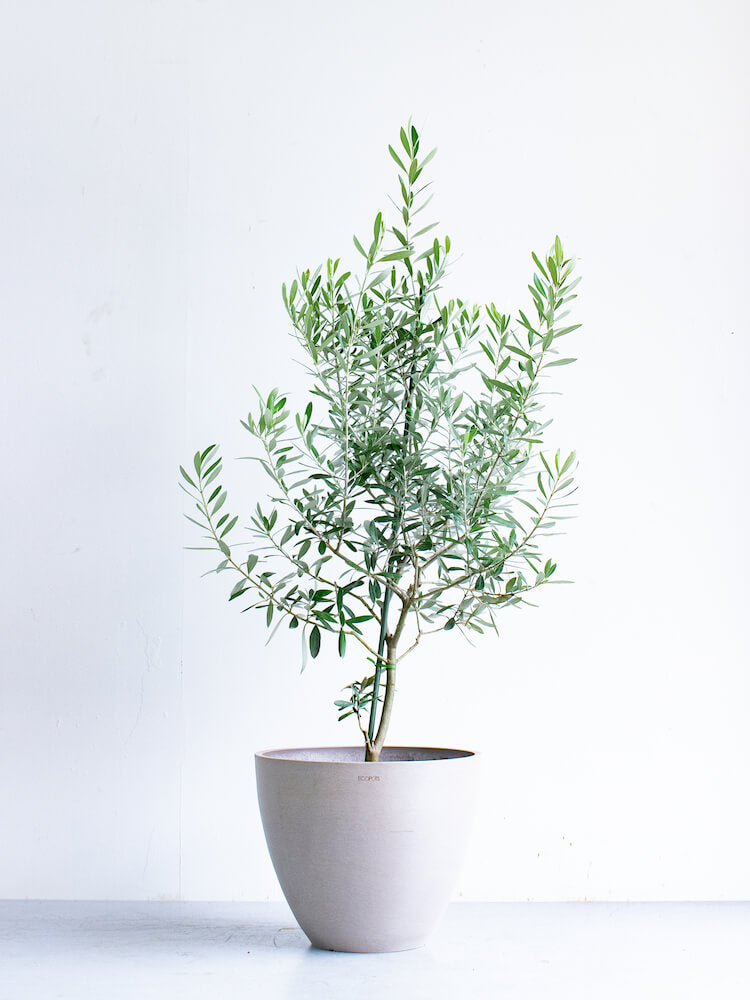 オリーブ・チプレッシーノ L