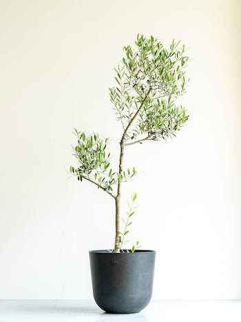 オリーブ・チプレッシーノ L