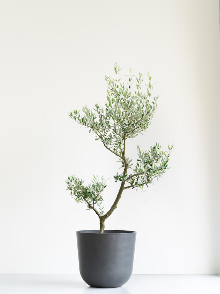 オリーブ・チプレッシーノ L