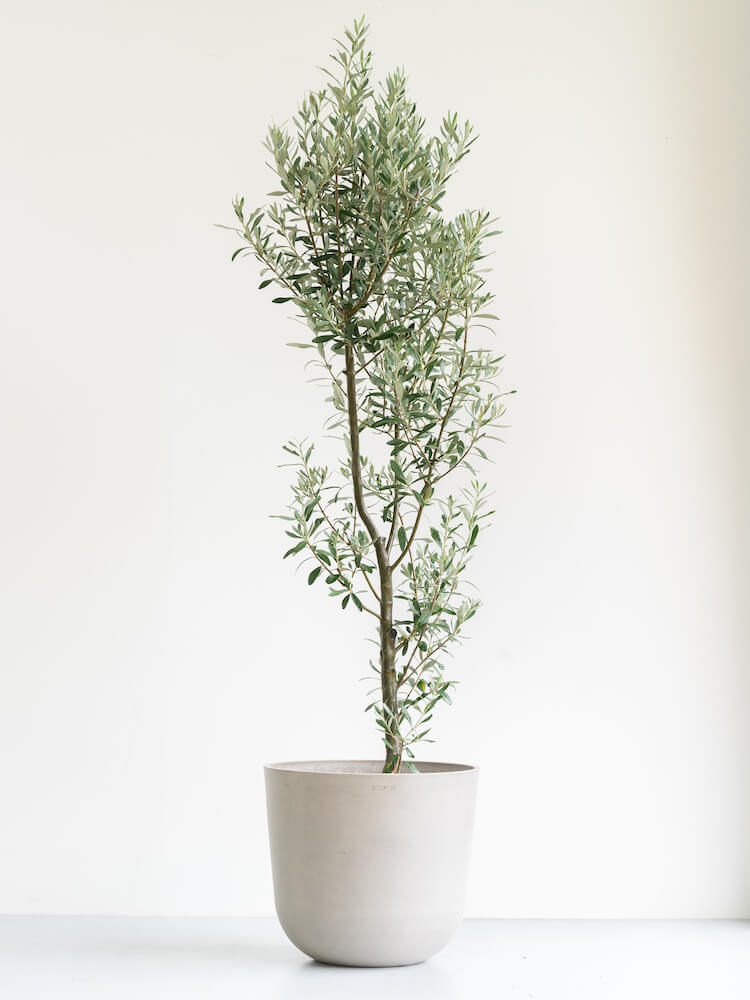 オリーブ・チプレッシーノ L