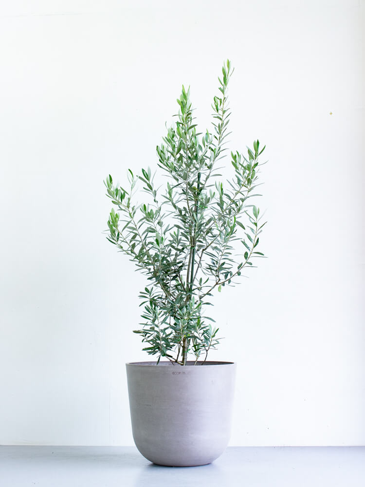 オリーブ・チプレッシーノ L