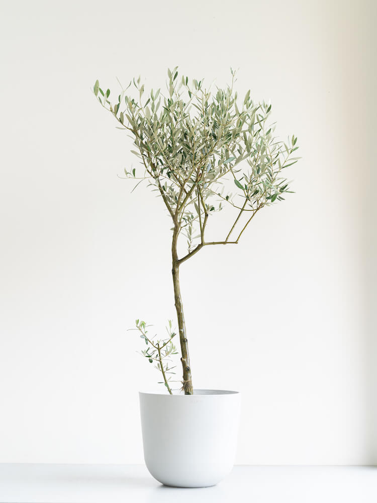 オリーブ・チプレッシーノ L