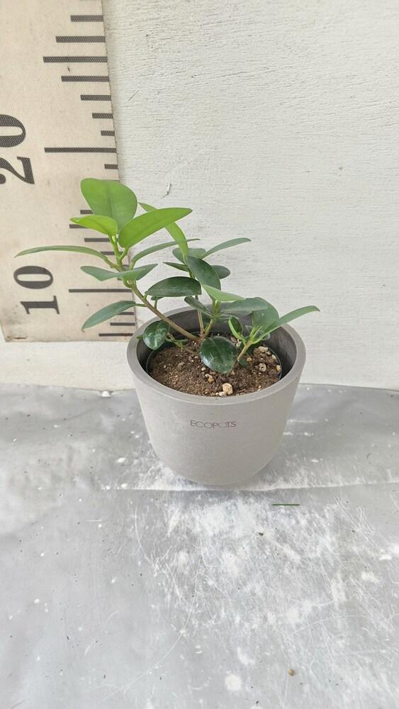 パンダガジュマル Table-S