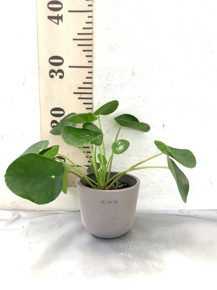 ピレア・ペペロミオイデス Table-S