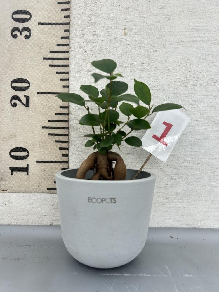 ガジュマル Table-S